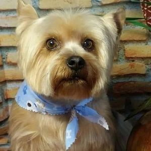 Meet your Posher, Ellen